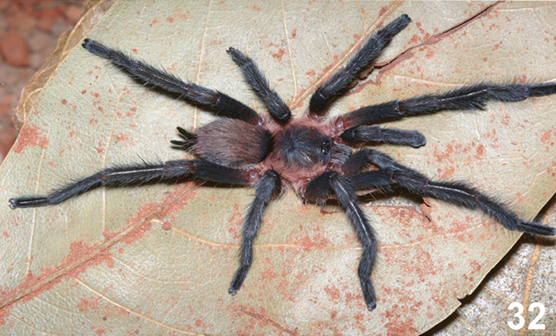 Male
