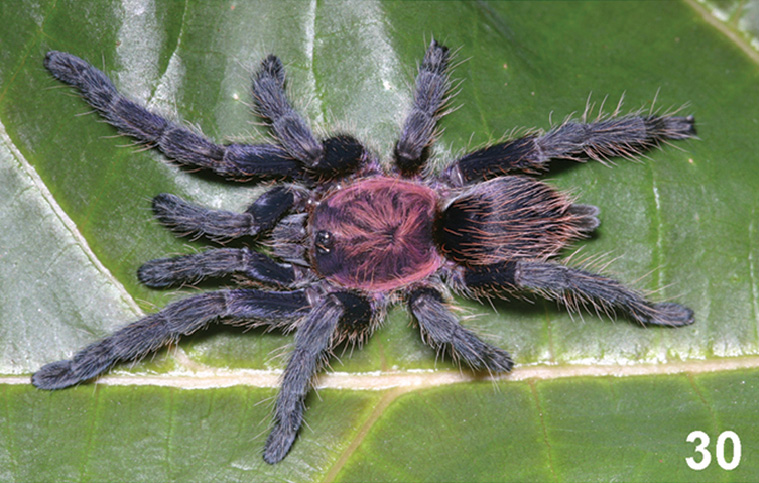Dolichothele mottai