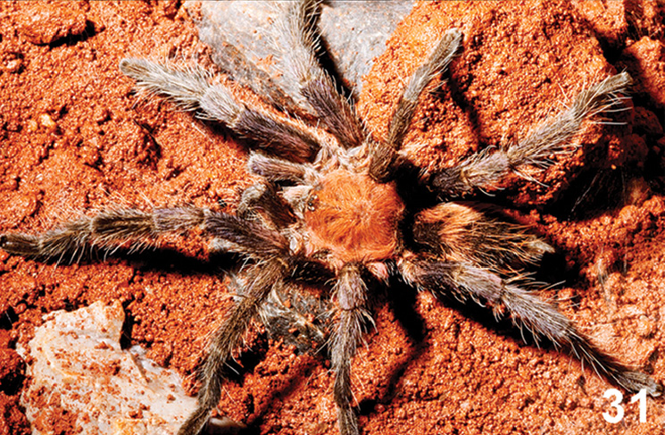 Male