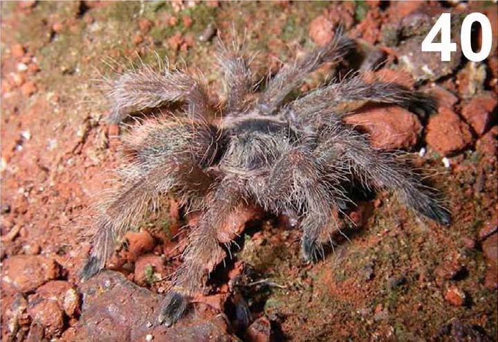 Dolichothele tucuruiense