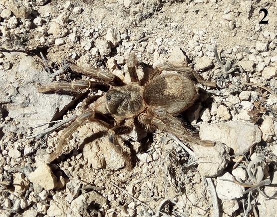 Euathlus vanessae