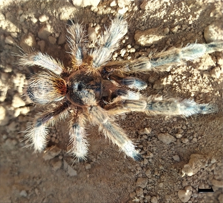 Male