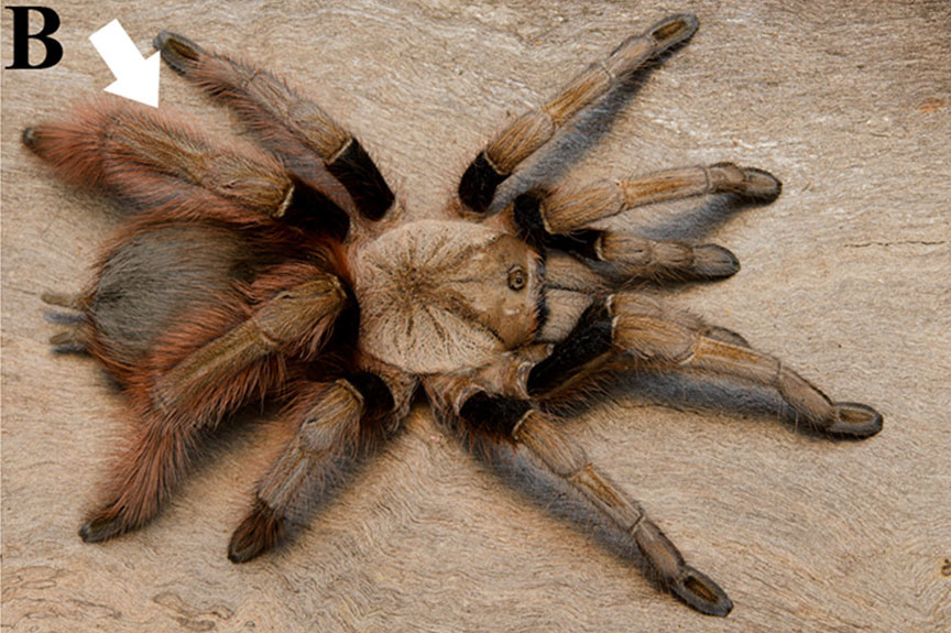 Eupalaestrus anomalus
