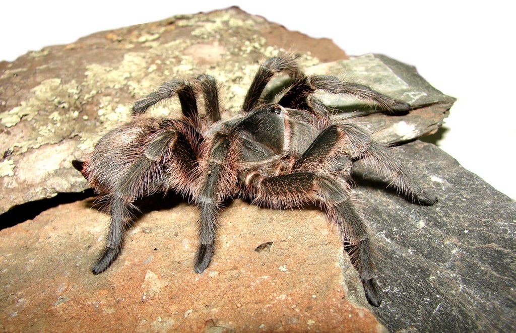 Grammostola doeringi