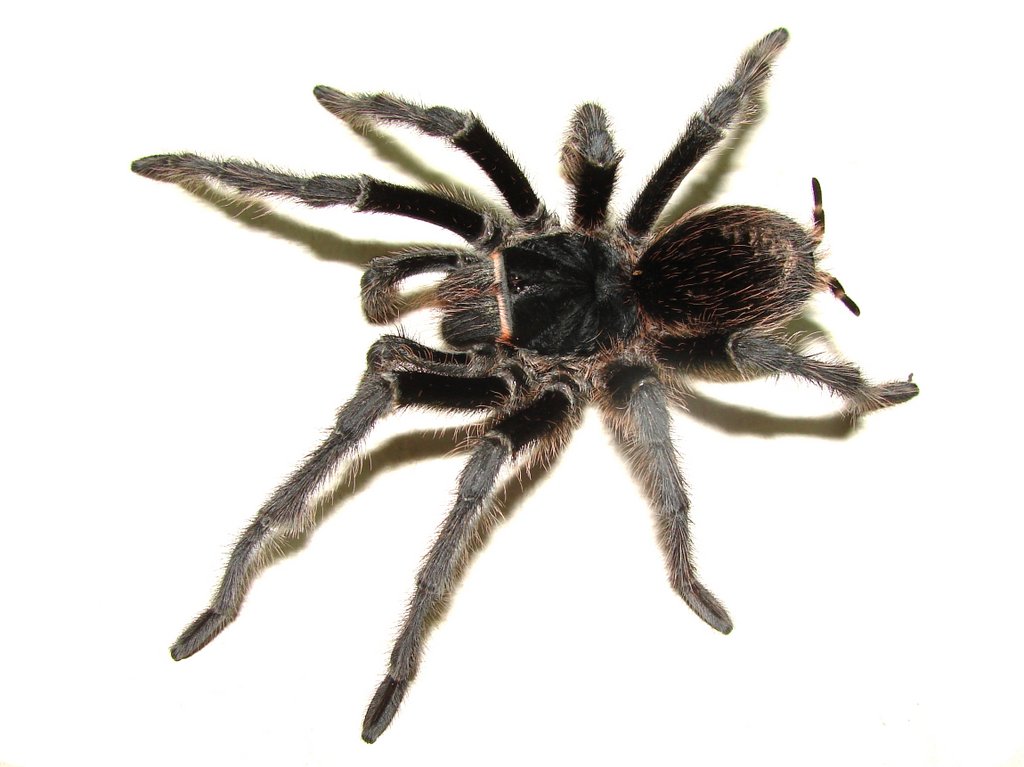 Male