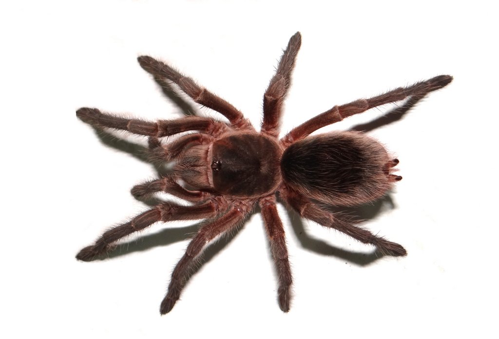 Female
