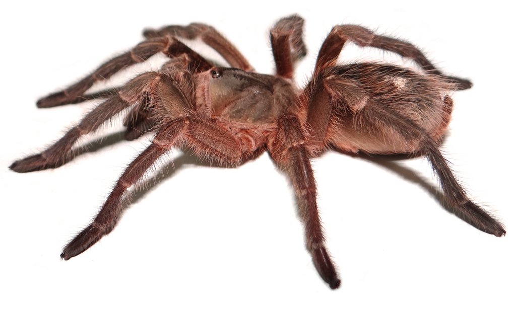 Grammostola inermis