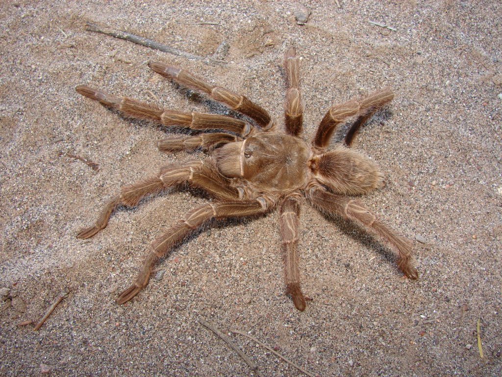Male