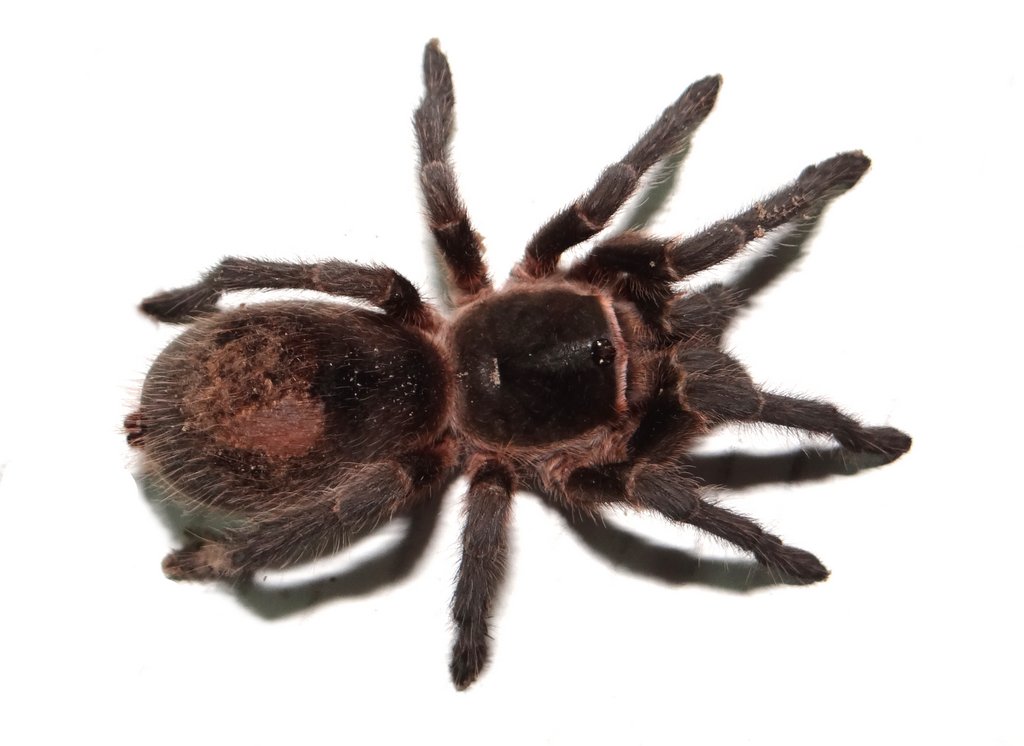 Grammostola mendozae