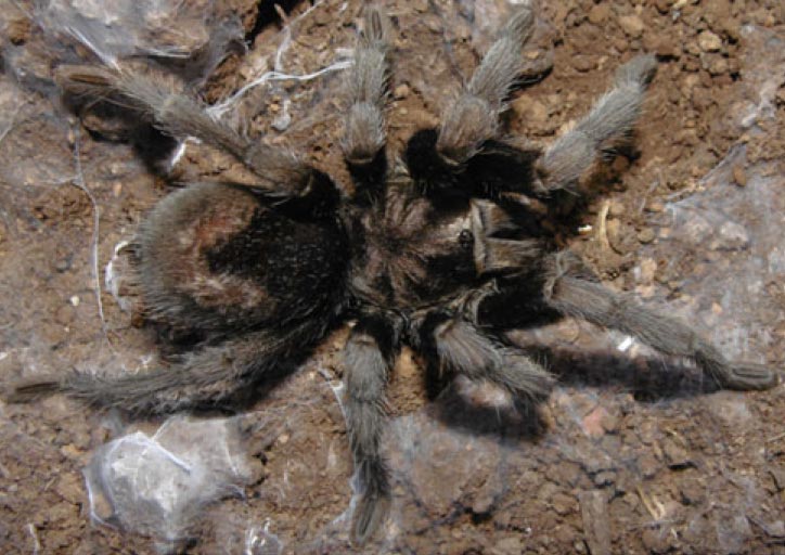 Grammostola quirogai
