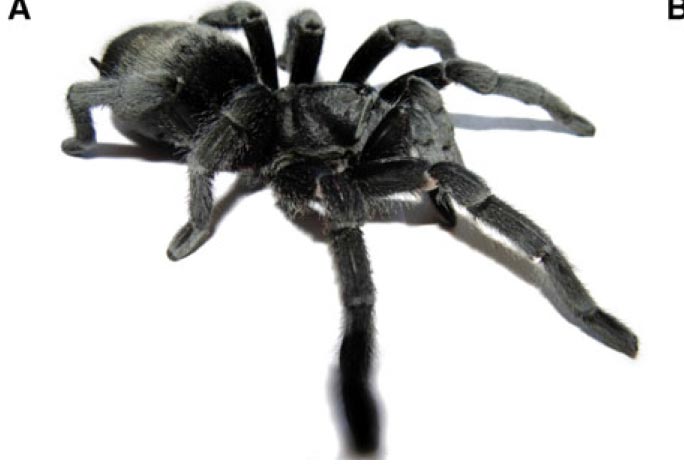Female