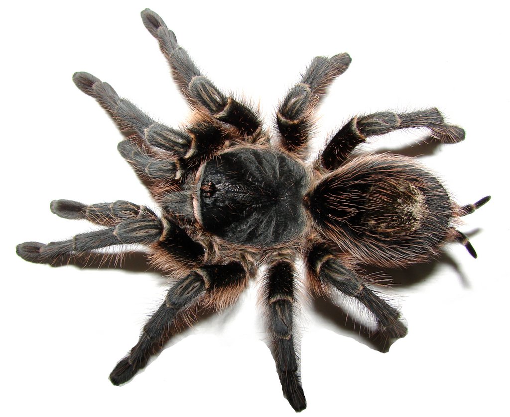 Grammostola vachoni
