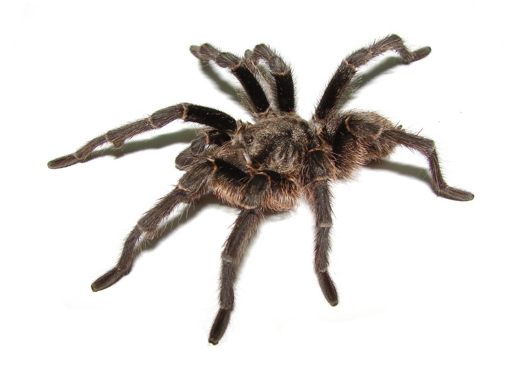 Male