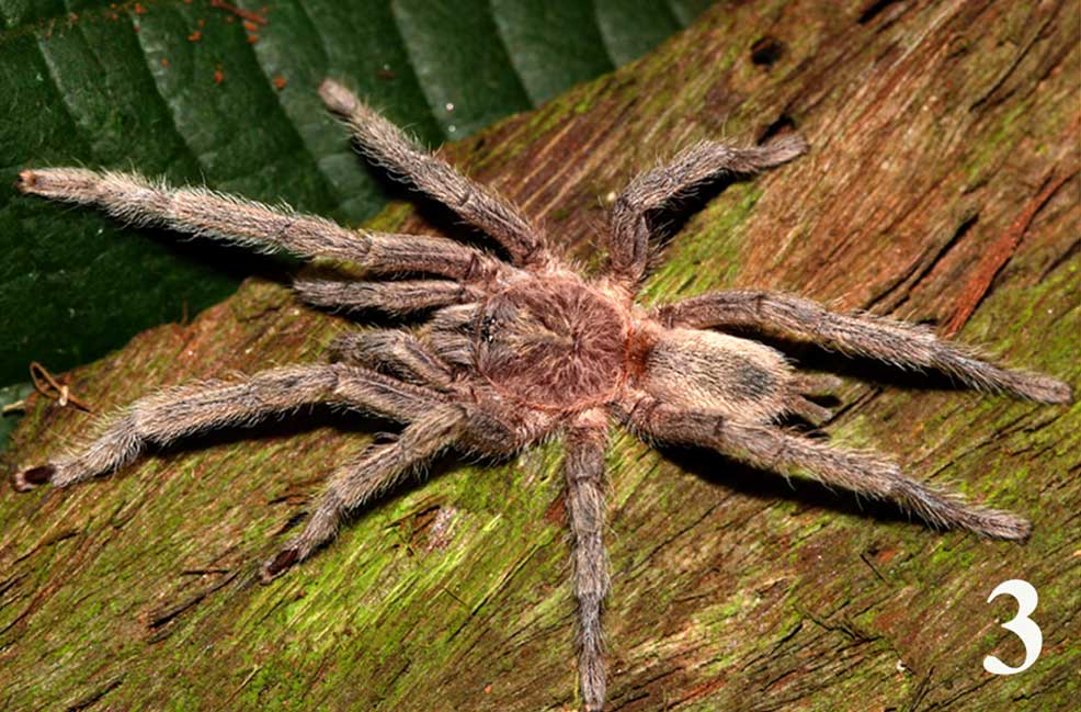 Guyruita giupponii