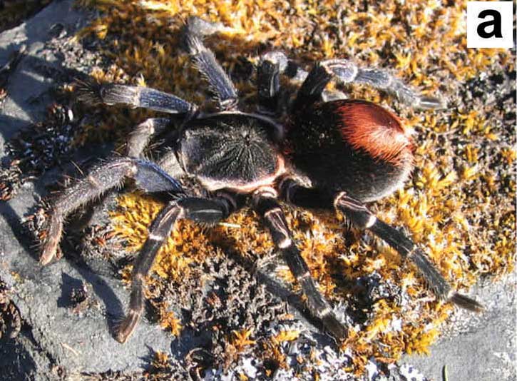 Hapalotremus carabaya