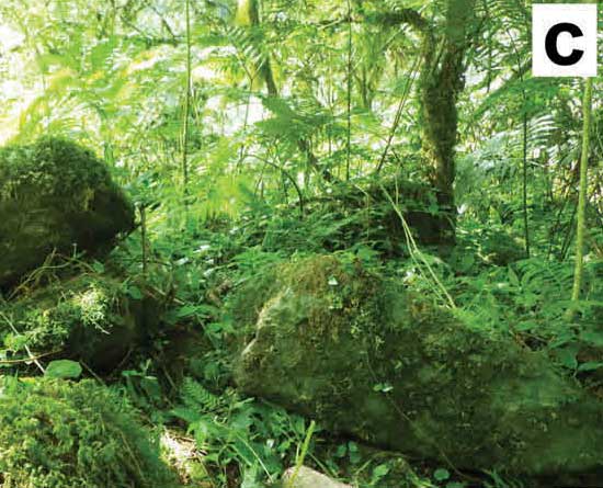 Habitat
