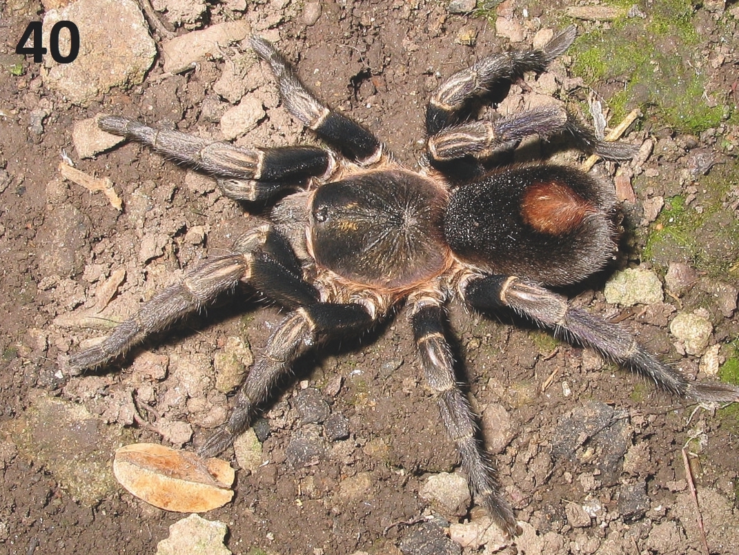 Hapalotremus kaderkai