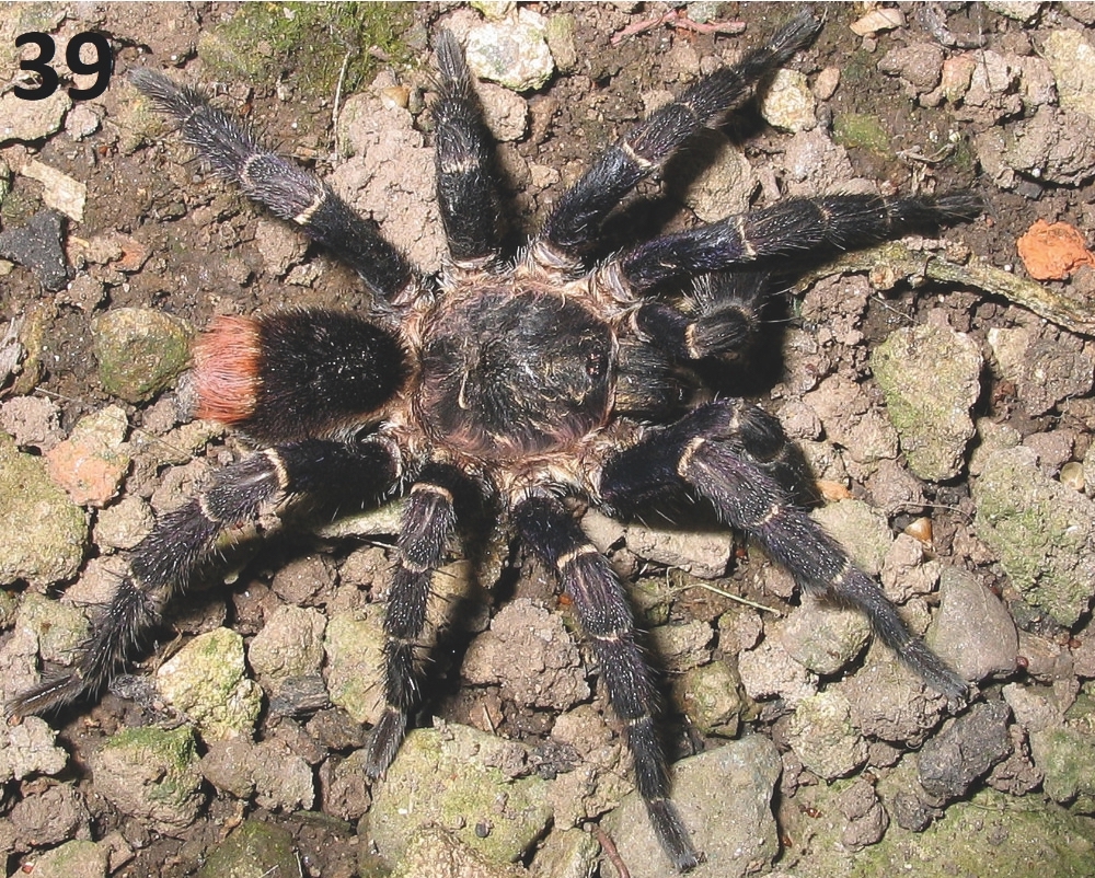 Male