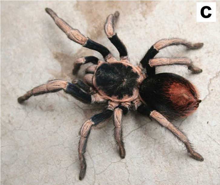 Hapalotremus vilcanota
