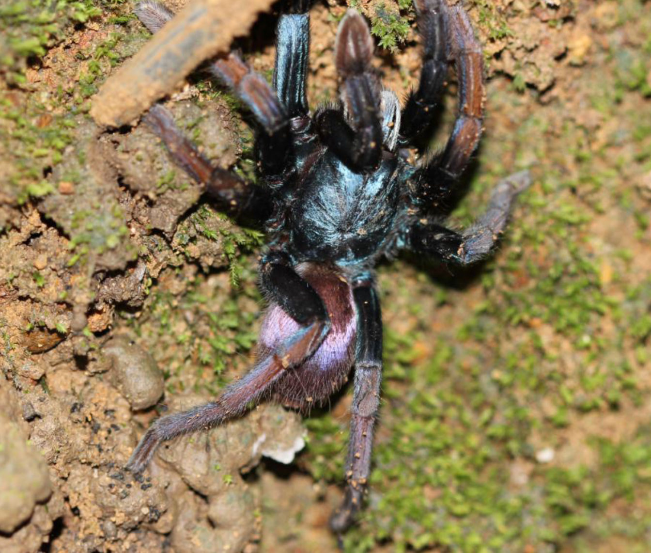 Cilantica devamatha