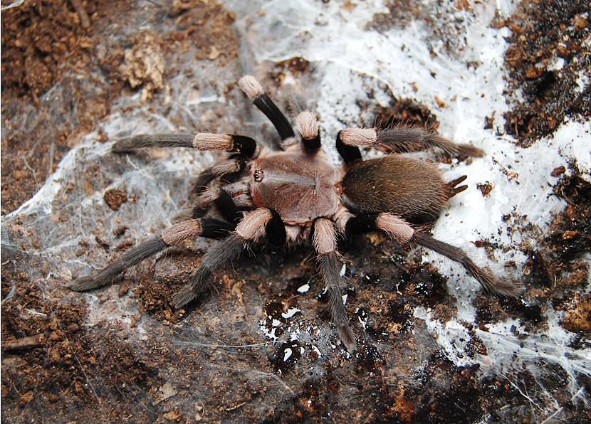 Haplocosmia himalayana
