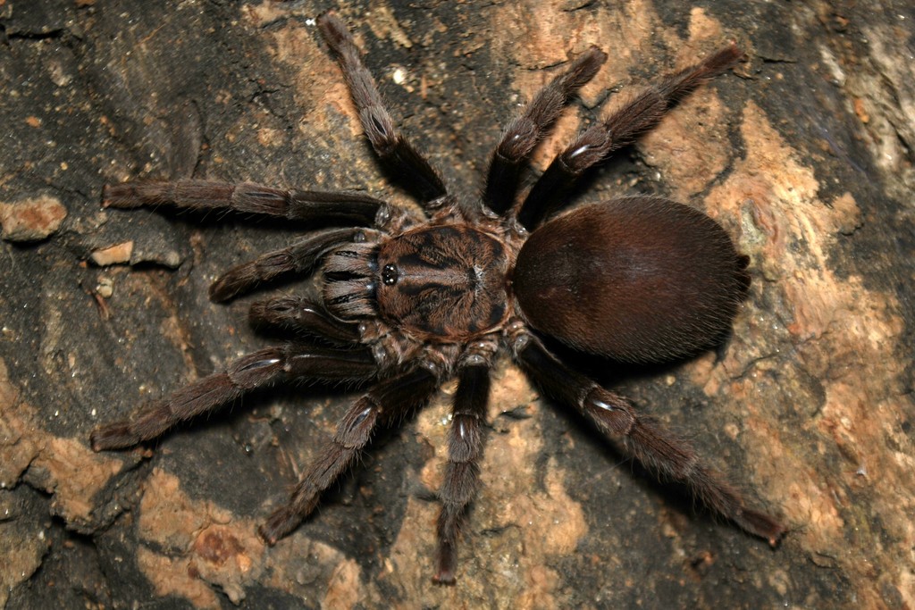 Haplocosmia nepalensis