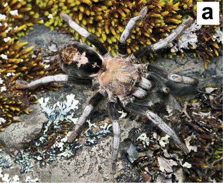 Hapalotremus albipes