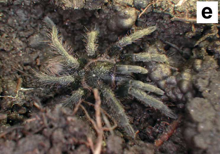 Hapalotremus chasqui