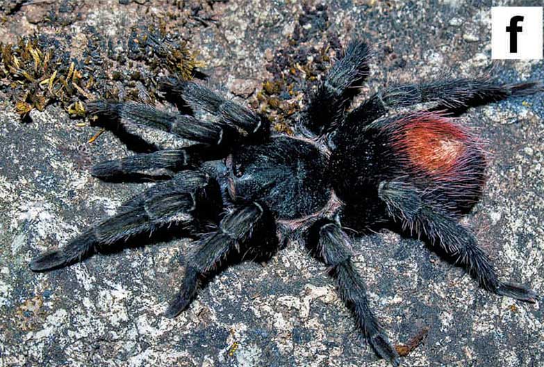 Hapalotremus marcapata