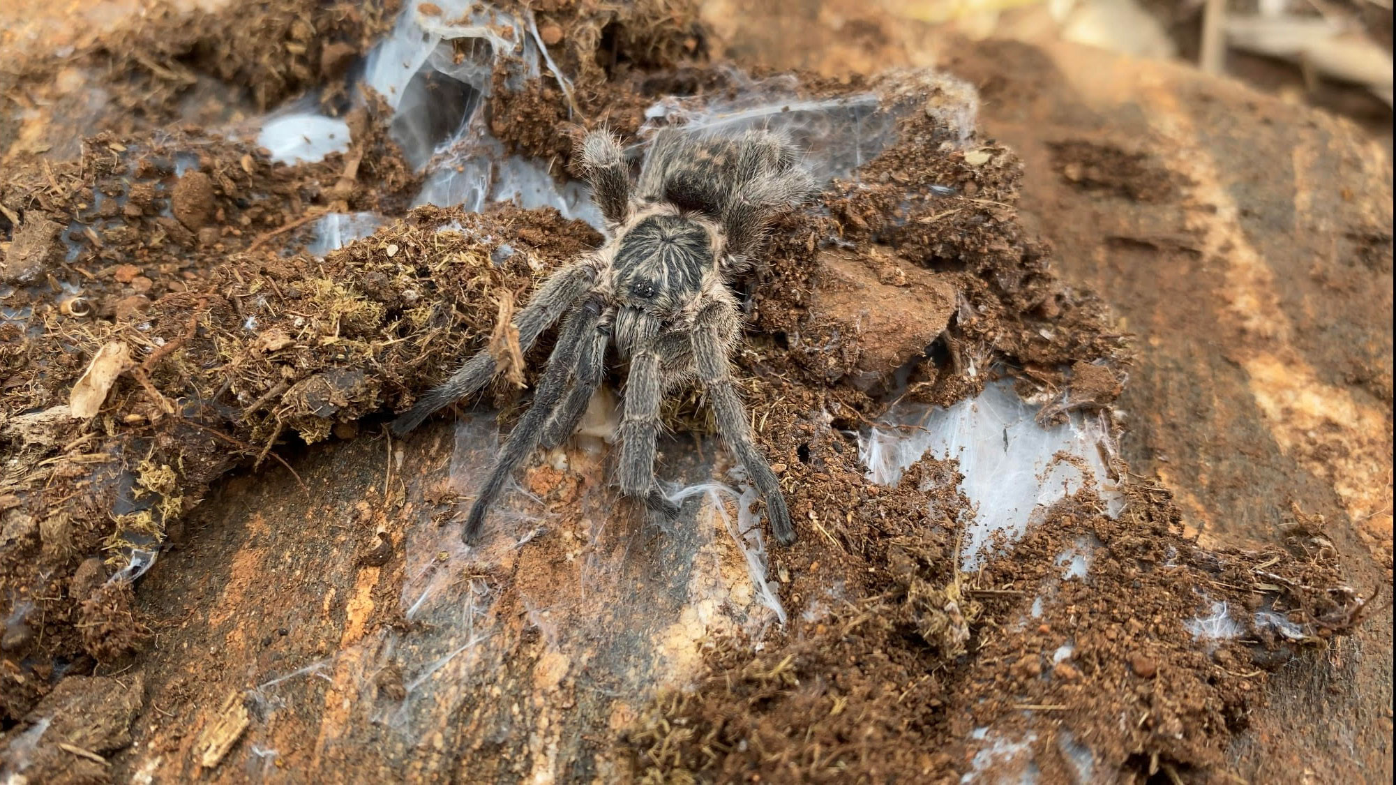 Male