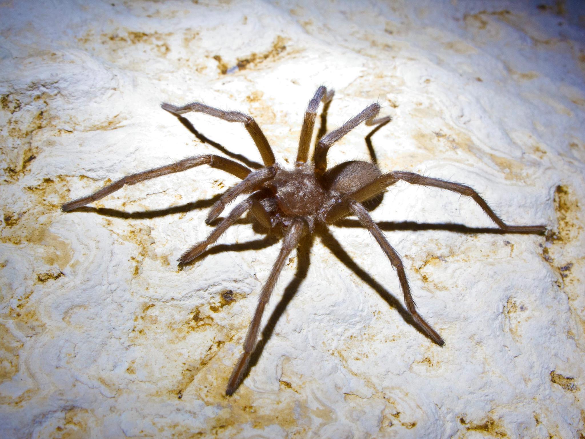 Hemirrhagus grieta