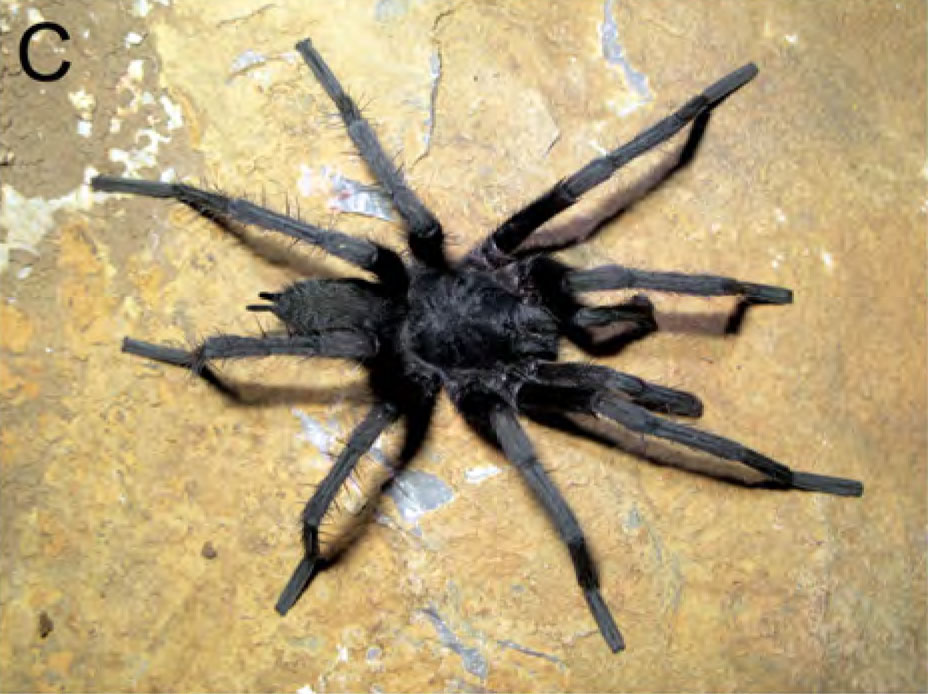 Male