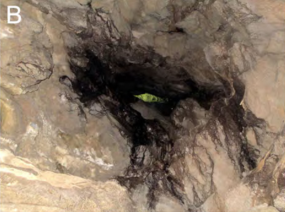 Burrow