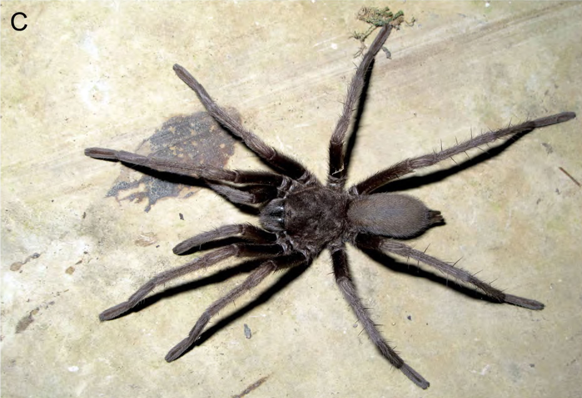 Hemirrhagus akheronteus