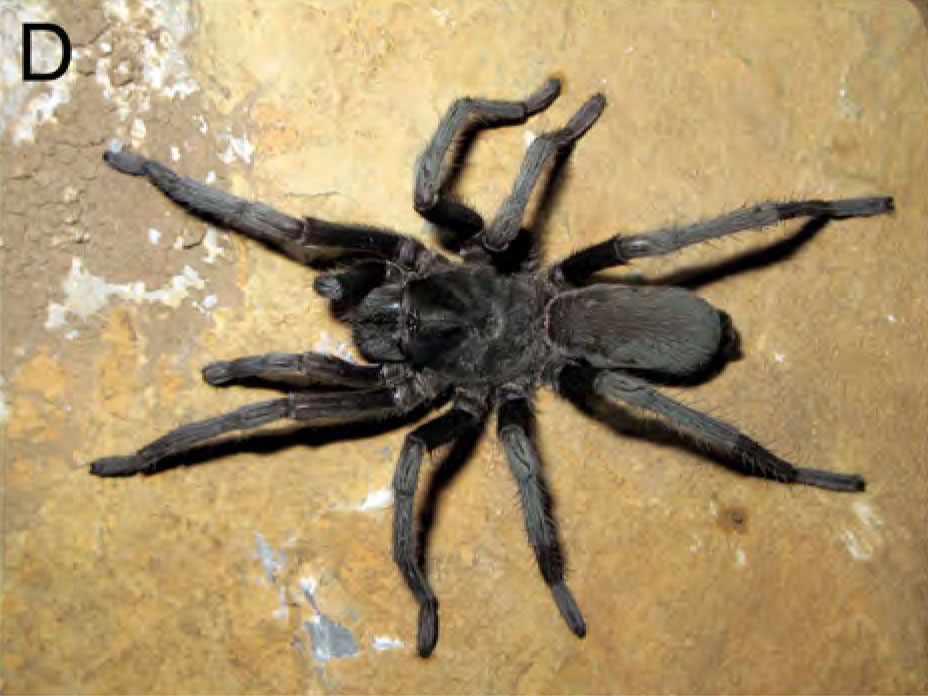 Hemirrhagus billsteelei