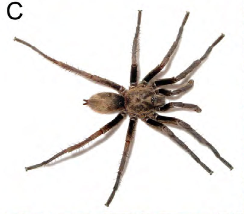 Male
