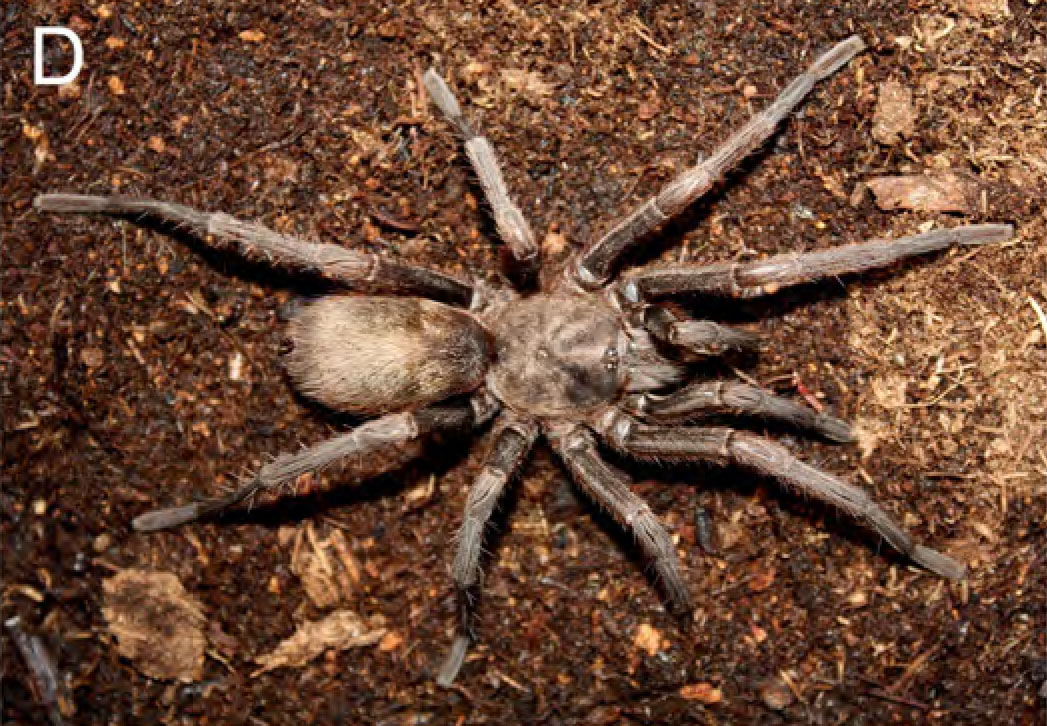 Hemirrhagus diablo