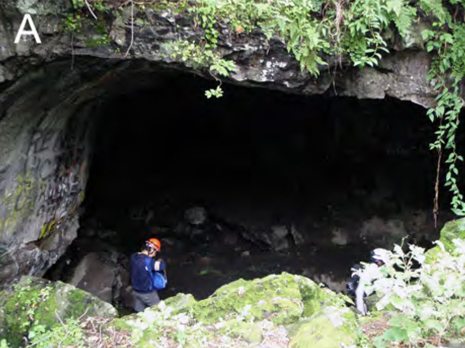 Burrow