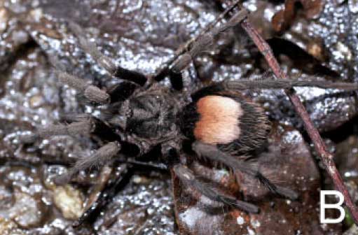 Hemirrhagus embolulatus