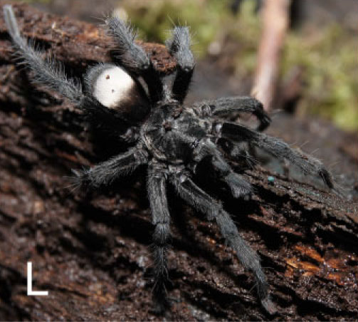 Hemirrhagus franckei