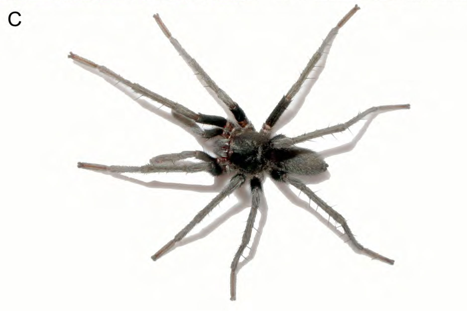 Male