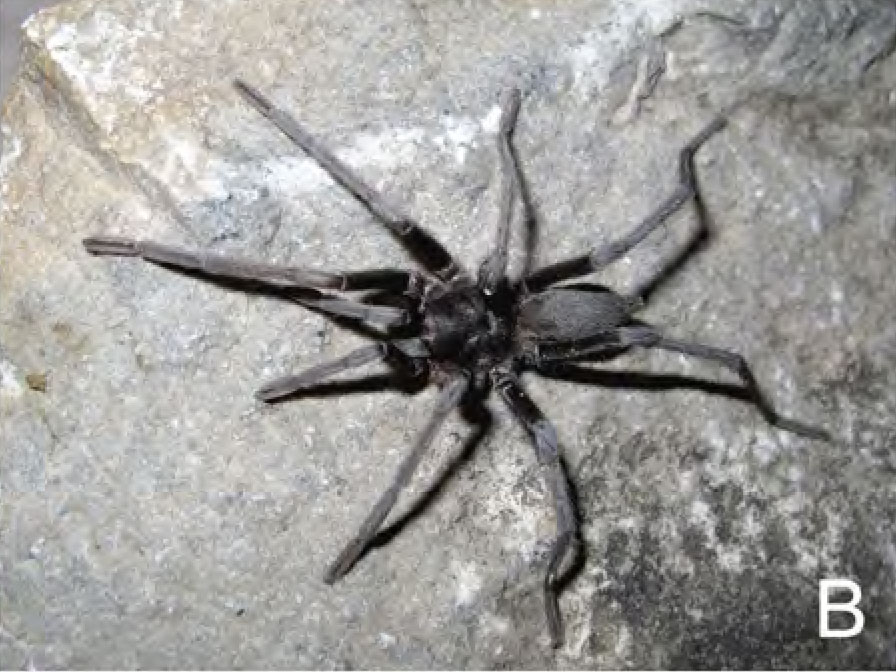 Hemirrhagus kalebi