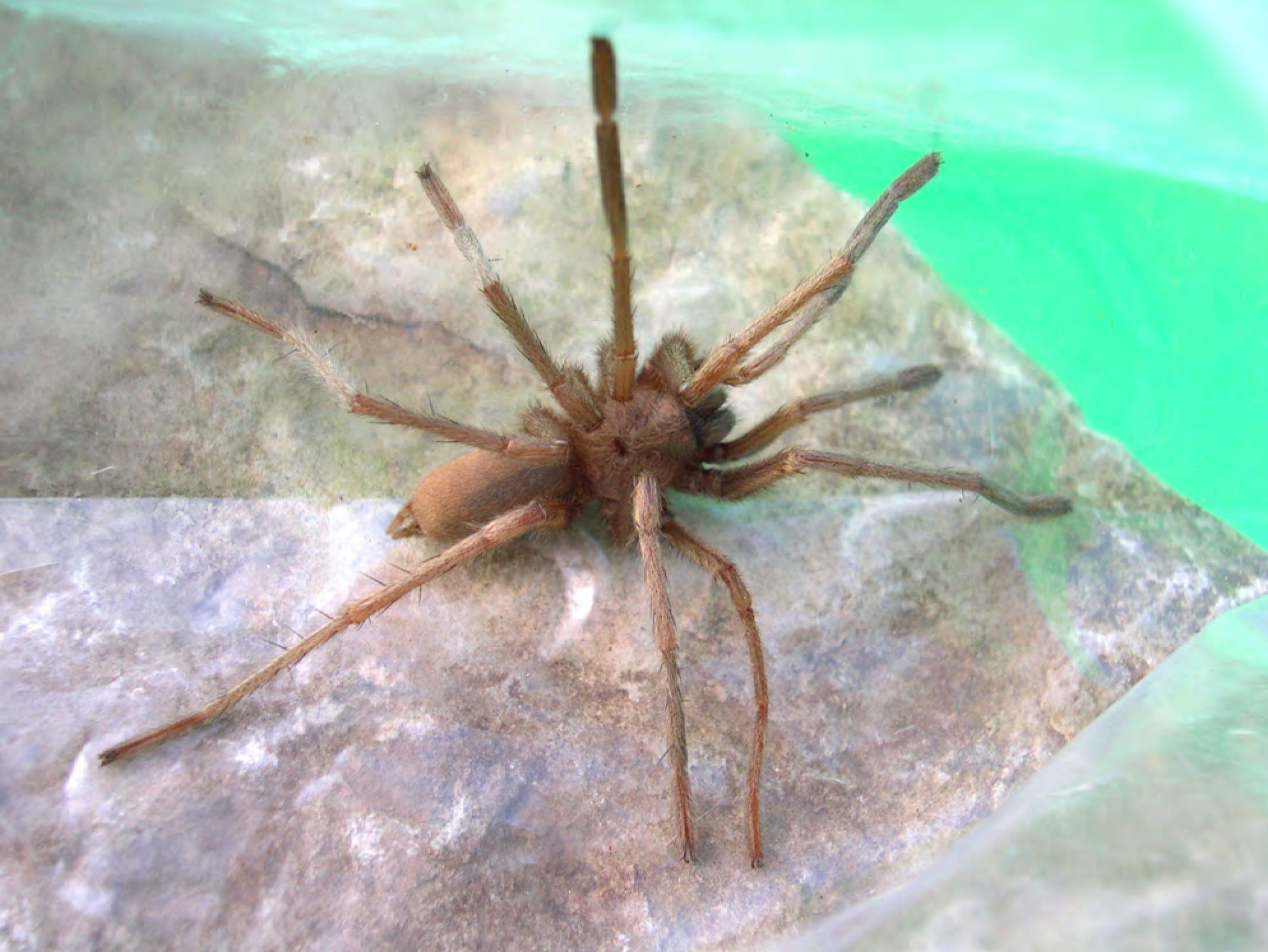 Hemirrhagus sprousei