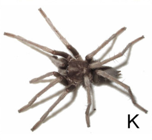 Hemirrhagus stygius