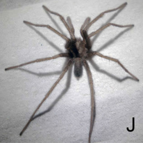Male
