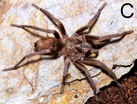 Hemirrhagus valdezi