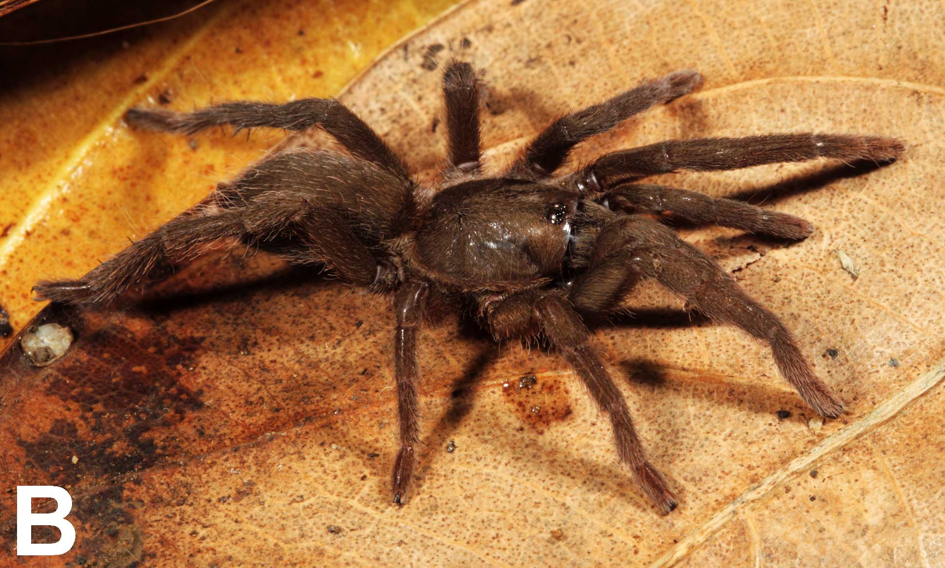 Heterophrictus aareyensis