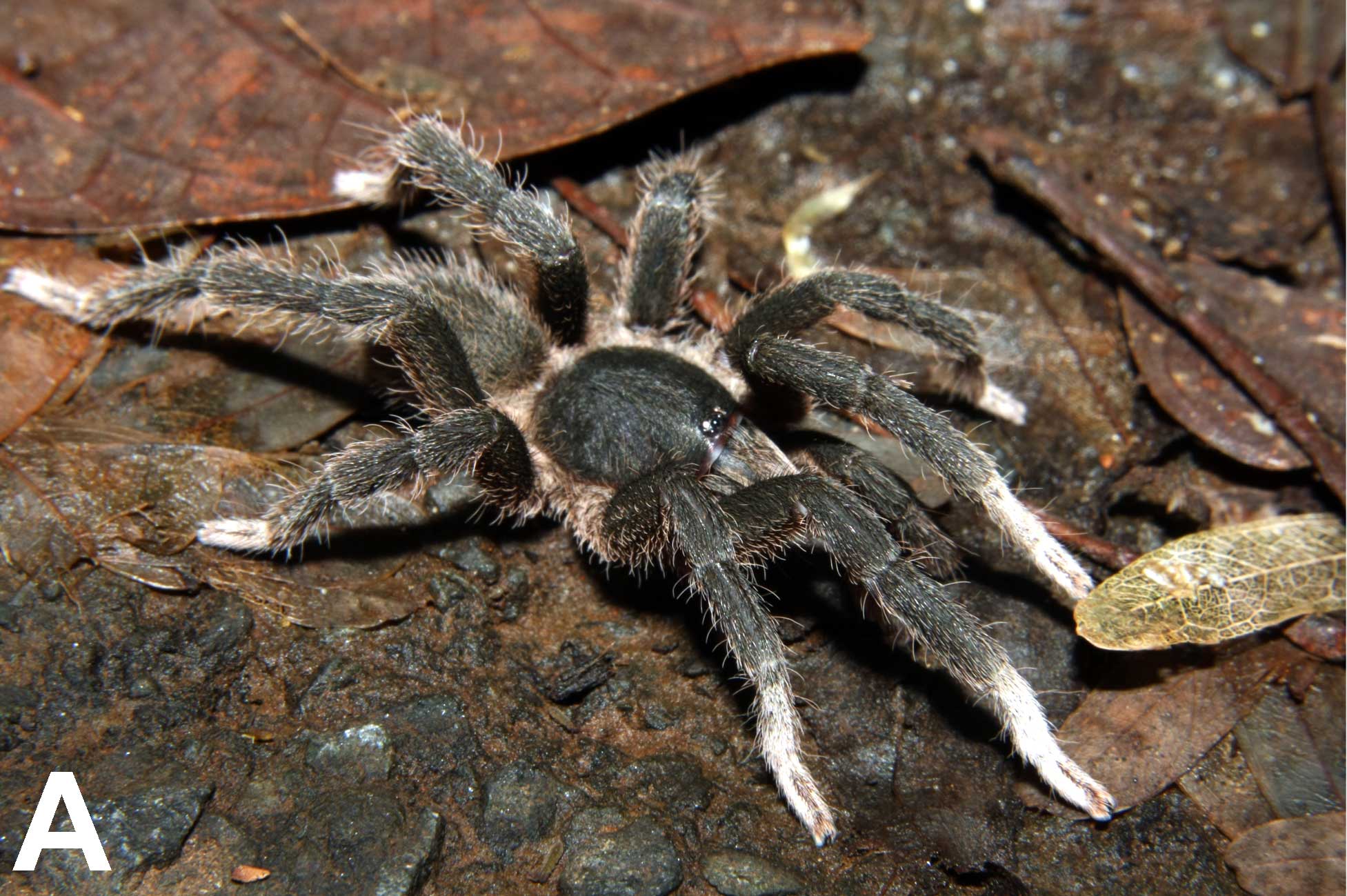 Male