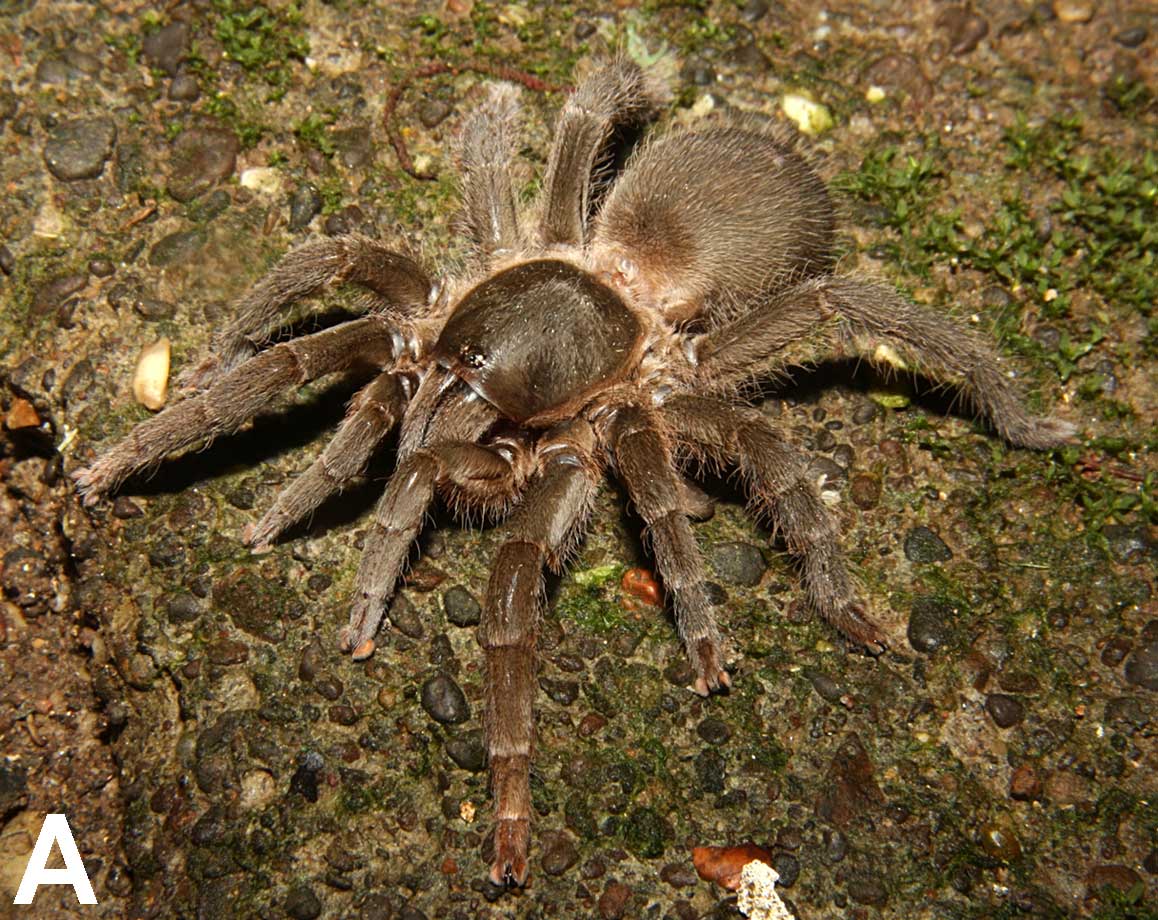 Heterophrictus raveni