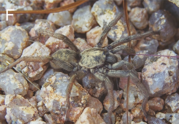 Male